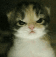 a cat with a very angry look on its face .