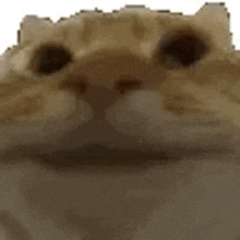 a close up of a cat 's face looking at the camera with a white background .