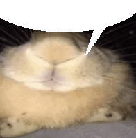 a close up of a rabbit with a speech bubble above its head .