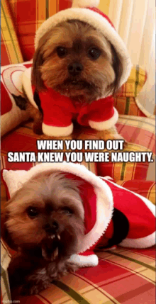 two small dogs dressed in santa costumes with a caption that says when you find out santa knew you were naughty