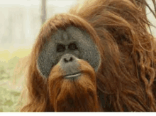 a close up of an orangutan with a beard looking at the camera .