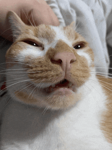 a close up of an orange and white cat 's face with its mouth open