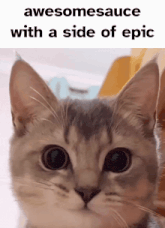 a close up of a cat with the words awesomesauce with a side of epic