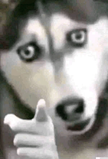 a close up of a dog giving a thumbs up .