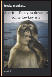 a picture of a monkey with the caption " freaky monkey what if i d * ck you down or some lowkey ish "