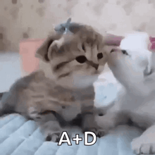 two kittens are playing with each other on a bed and one of them is wearing a bow on its head .