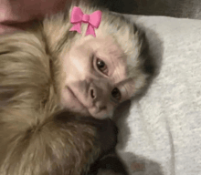 a small monkey with a pink bow on its head