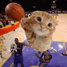 a cat is holding a basketball over a basketball player 's head .