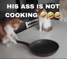 two cats are standing next to a frying pan with the caption his ass is not cooking