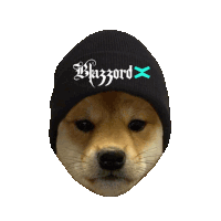 a dog wearing a black beanie that says blazord on it