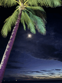 a palm tree with a full moon in the background at night