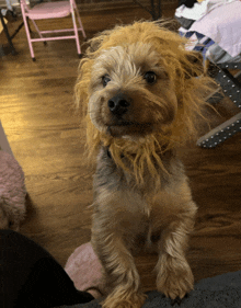 a small dog wearing a lion costume is standing on a wooden floor