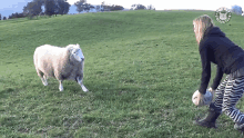 a woman playing with a soccer ball in a field with a sheep in the background with the word sheep on it