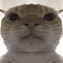 a close up of a cat looking at the camera