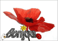 a red poppy and a yellow daisy are on a white background with the word bonjour written on it .