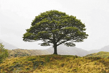 a tree is standing on top of a grassy hill in the middle of a field .