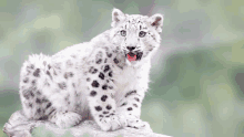 a snow leopard cub sitting on a tree branch with its tongue hanging out