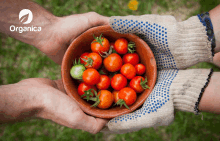 a couple of hands holding a bowl of tomatoes with organica in the background