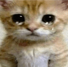 a close up of a kitten with its eyes closed and a tear running down its face .