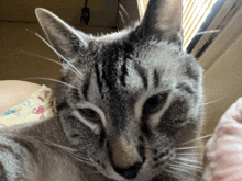 a close up of a cat 's face with a pink pillow in the background