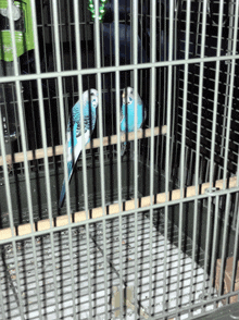 two blue and white parakeets in a cage with a green necklace