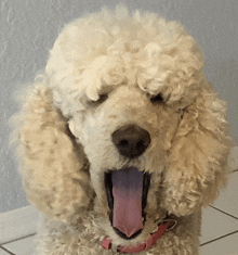 a white poodle with a pink collar is yawning