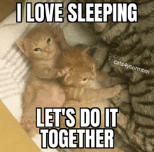 two kittens laying on top of each other with a caption that says i love sleeping let 's do it together