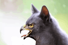 a close up of a cat with a bird 's head