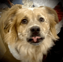 a close up of a dog 's face with its tongue out