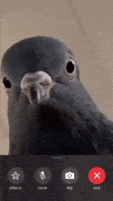 a screen shot of a pigeon with buttons for effects mute and flip visible