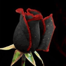 a close up of a black rose with a red stripe on the petals .