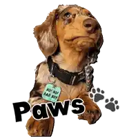 a dachshund wearing a tag that says no no bad boy