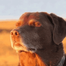 a close up of a dog with its eyes closed .