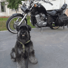 a dog on a leash is sitting in front of a black motorcycle