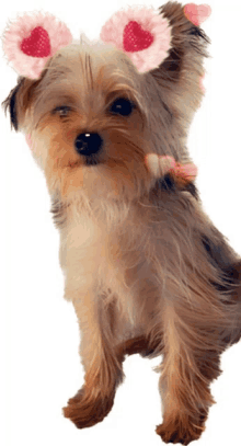 a small brown and white dog wearing a headband with pink hearts on it