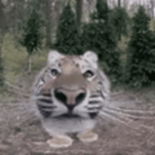 a blurry picture of a tiger looking at the camera
