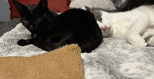 a black cat and a white cat are laying on a blanket