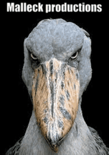 a bird with a large beak is looking at the camera with the words malleck productions written above it .