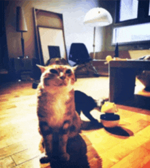 a cat is sitting on the floor in a living room