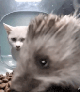 a close up of a hedgehog with a cat behind it