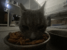 a cat is eating from a bowl of food in a kitchen