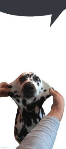 a dalmatian dog is being stretched by a person with a speech bubble above it