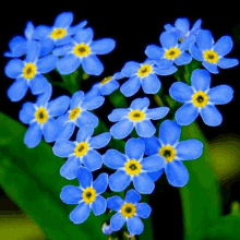 a bunch of small blue flowers with yellow centers are growing on a green plant .