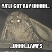 Moth Lamp Meme