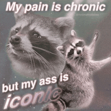 a picture of a raccoon with a caption that says my pain is chronic but my ass is iconic