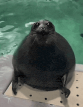 a seal is sitting on a board in the water