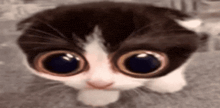 a close up of a kitten with big eyes looking at the camera .