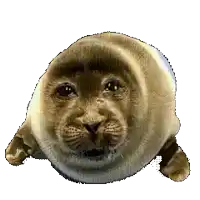 a seal with a cat 's face on it