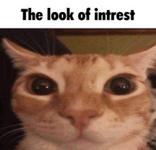 a close up of a cat 's face with the words `` the look of interest '' above it .