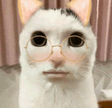 a close up of a cat wearing glasses